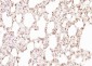 TRIP1 Polyclonal Antibody